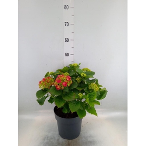 Hydrangea mac. 'Hi Fire'