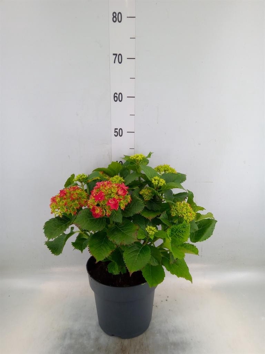 <h4>Hydrangea mac. 'Hi Fire'</h4>
