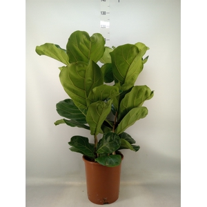 Ficus lyrata