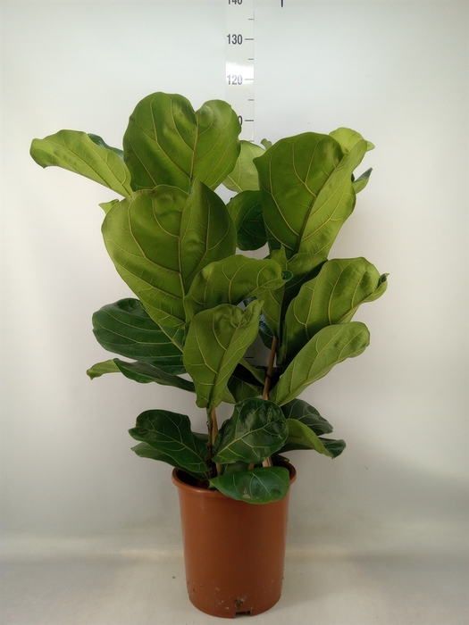 <h4>Ficus lyrata</h4>