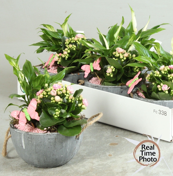 <h4>ARR KAMERPL</h4>