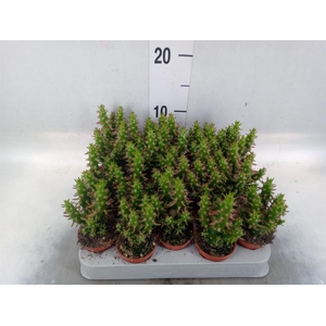 Austrocylindropuntia subulata