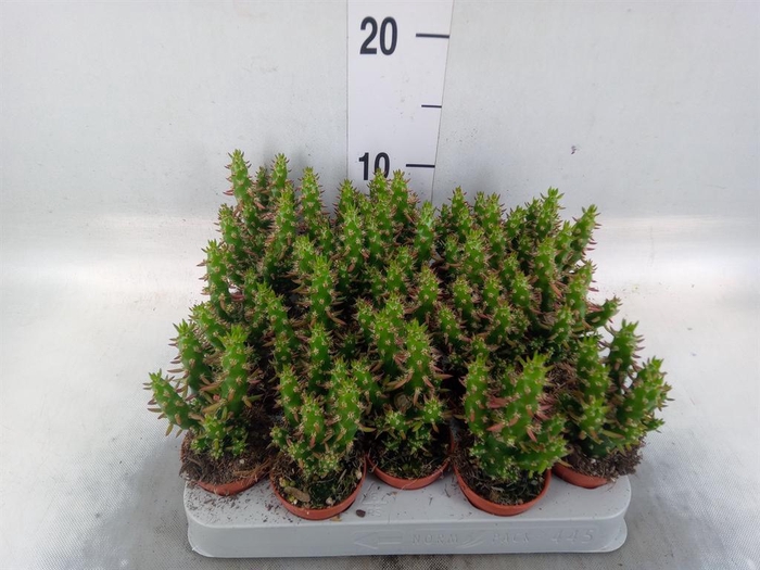 <h4>Austrocylindropuntia subulata</h4>