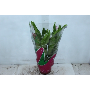 ASPLENIUM CRISSIE P19