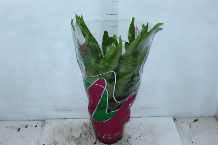 ASPLENIUM CRISSIE P19