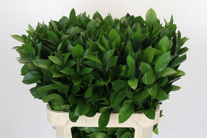 <h4>RUSCUS HYPOPHYLLUM</h4>