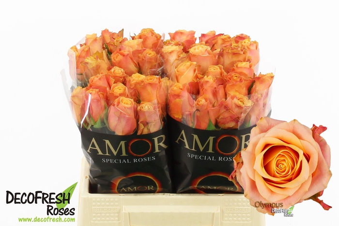 <h4>R Gr Olympus Extra Amor</h4>