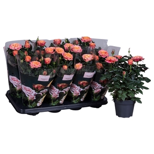 Nolina Roses Ø 13 cm Orange st. 2-3