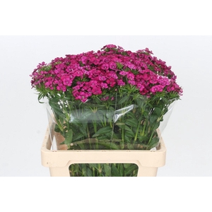 Dianthus Br Amazon Neon Cherry