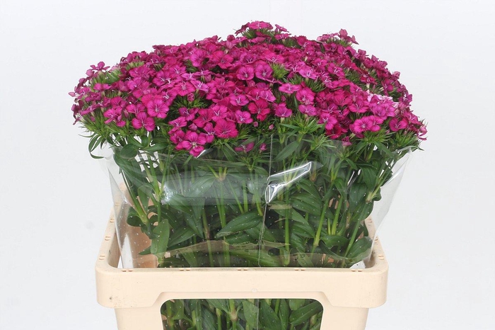 <h4>Dianthus Br Amazon Neon Cherry</h4>