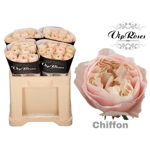 R Gr Chiffon X40