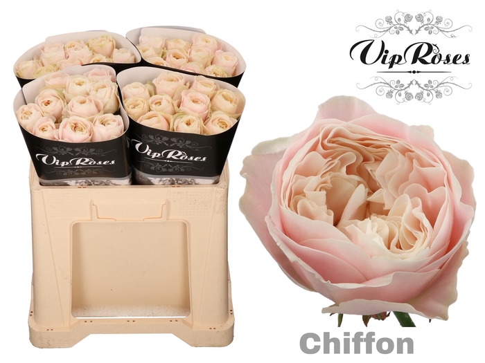 <h4>R GR CHIFFON x40</h4>