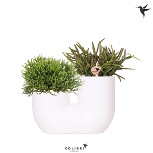 Kolibri Greens Rhipsalis mix in Tube pot white