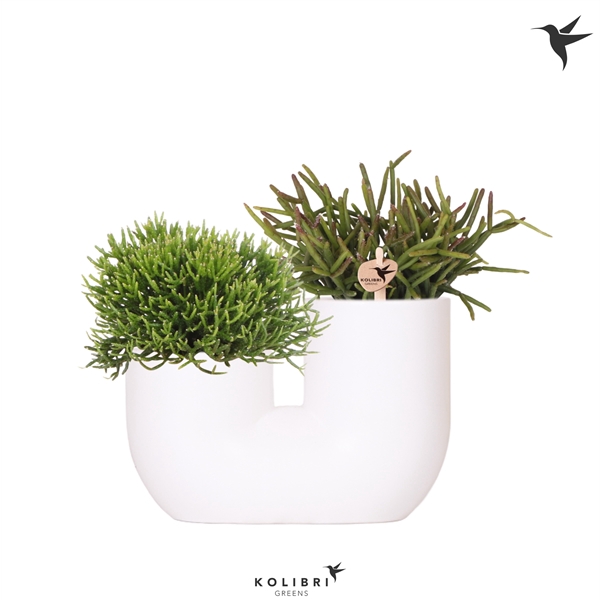 <h4>Kolibri Greens Rhipsalis mix in Tube pot white</h4>