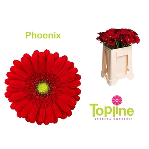 GE MI PHOENIX