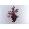 Pres Euca Populus Red P Bunch