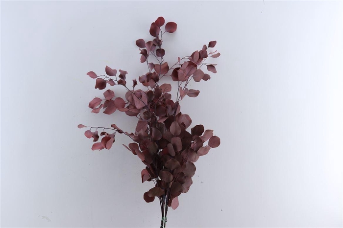 Pres Euca Populus Red P Bunch