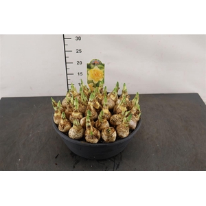 !. Narcis Growers Beauty 27 Cm. Pl. Schaal