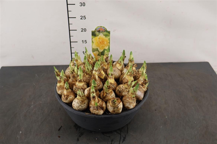 <h4>!. Narcis Growers Beauty 27 Cm. Pl. Schaal</h4>