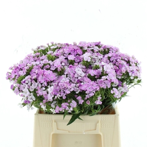 DI BARB AM LAVEN MAG