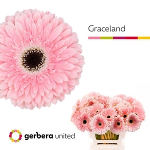 GERBERA GRACELAND