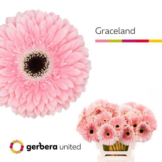 <h4>GERBERA GRACELAND</h4>