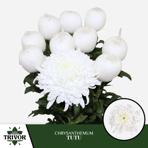 CHR G TUTU