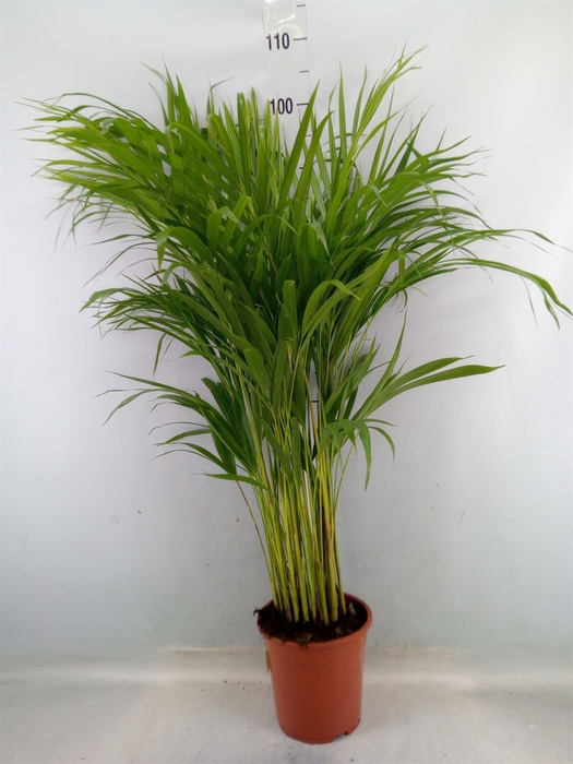 <h4>Dypsis lutescens   ...Chrysalidoca</h4>