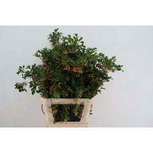 ENKIANTHUS BLOEIEND SPRAY 080/090CM
