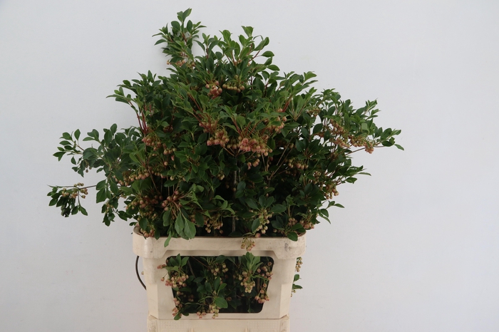 ENKIANTHUS BLOEIEND SPRAY 080/090CM