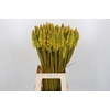 Kniphofia Eycone Yellow