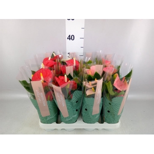 Anthurium   ...mix