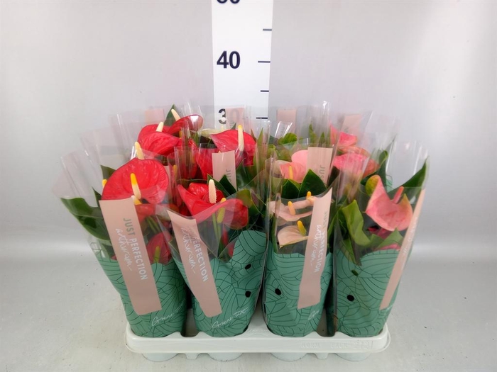 <h4>Anthurium   ...mix</h4>