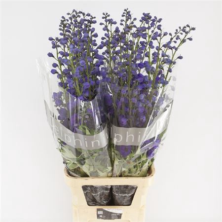 <h4>Delphinium El Jewel</h4>