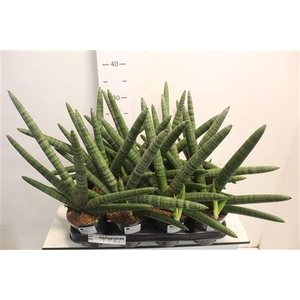 Sansev Cylindrica Ov