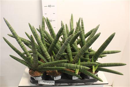 <h4>Sansev Cylindrica Ov</h4>