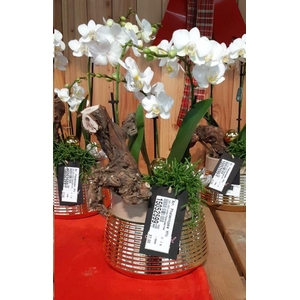 Arr.  Phalaenopsis  H%