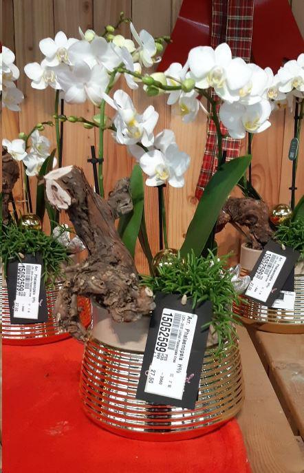 Arr.  Phalaenopsis  H%