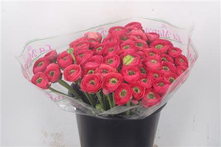 <h4>Ran.. Su Charleston Extra</h4>