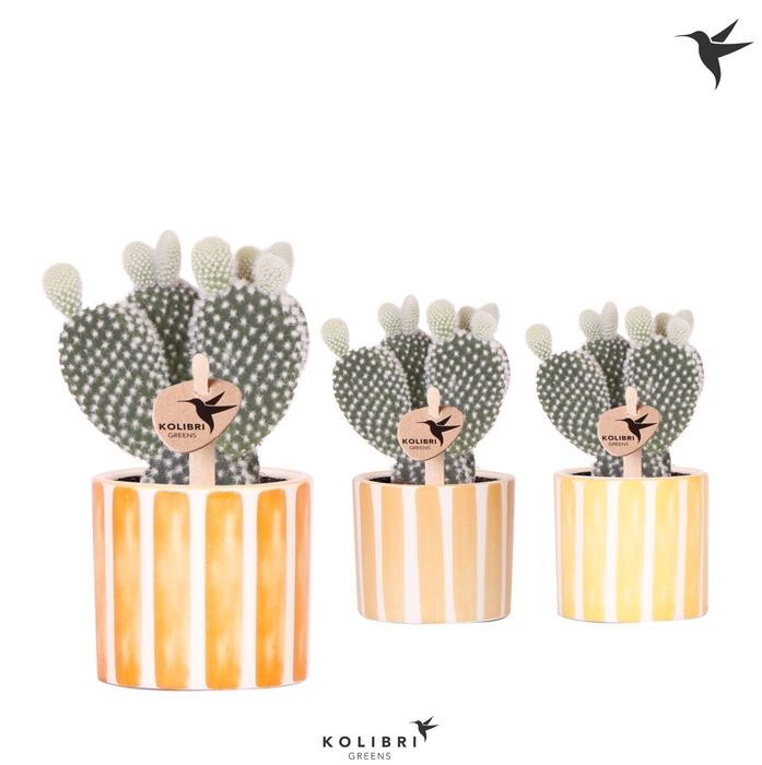 <h4>Kolibri Greens Opuntia white in Painted Stripe pot yellow mix</h4>