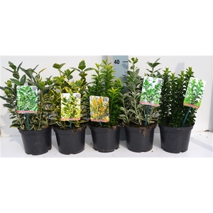 Euonymus mix