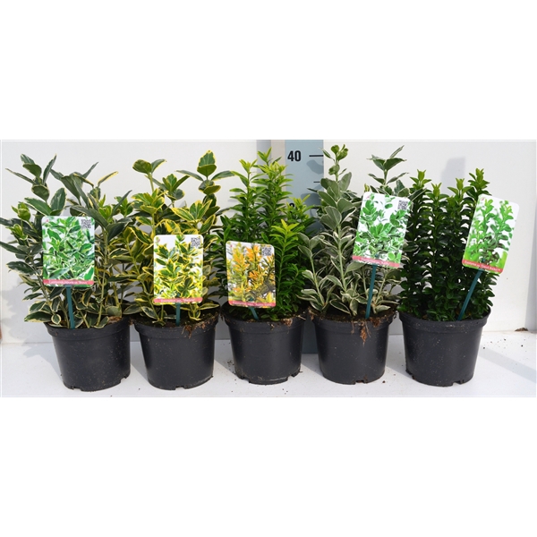 <h4>Euonymus mix</h4>