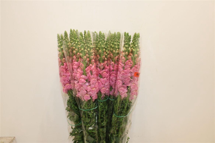 <h4>Antir Overig Pink</h4>