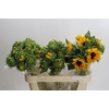 Helianthus Orange Fire