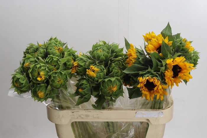 <h4>Helianthus Orange Fire</h4>