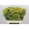 Leucadendron Pisa Spray