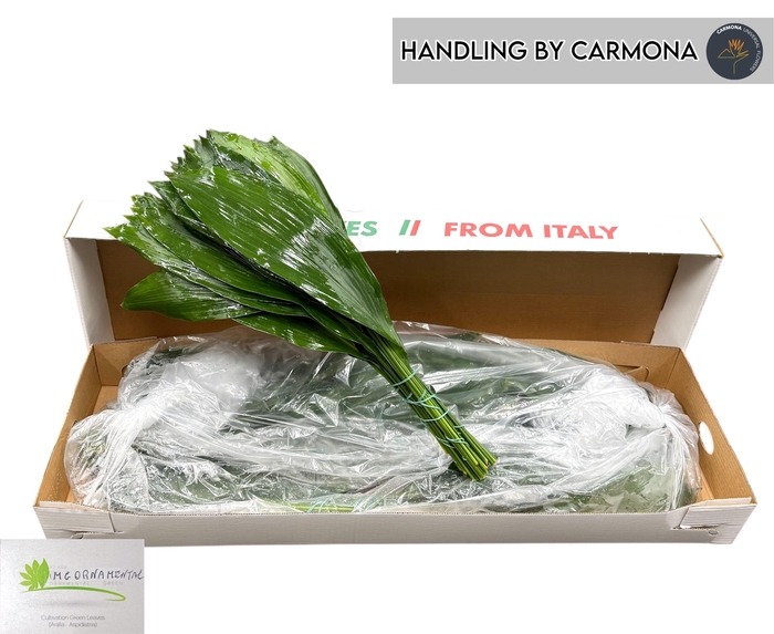 <h4>ASPID ELATIOR</h4>