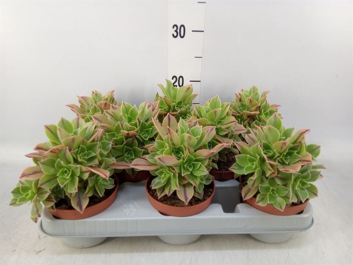 <h4>Aeonium   ...</h4>