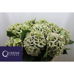 HYDRANGEA  'ROYAL LOVE'   CL
