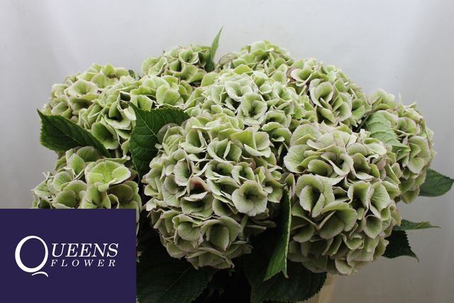<h4>HYDRANGEA  'ROYAL LOVE'   CL</h4>